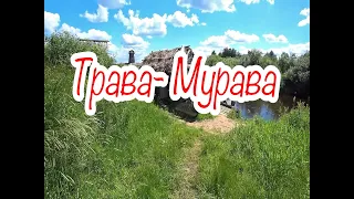 "Трава-Мурава". Новый клип от Братьев Радченко.  "О любви немало песен сложено... "