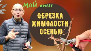 ОБРЕЗКА  ЖИМОЛОСТИ ОСЕНЬЮ | ПЛОДОВЫЙ САД | Осенние работы в саду. Мой опыт