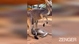 Shy Baby Kangaroo Falls Out Of Mums Pouch While Trying To Hide From Zoo Visitors