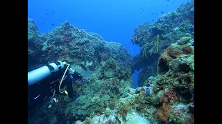 Palancar Reef Cozumel Scuba Diving March 2022