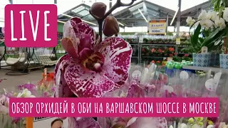 Обзор Орхидей в ОБИ на Варшавском шоссе в Москве / LIVE 30.04.21