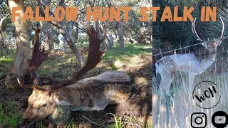 EPIC Fallow deer hunt - stalked in with a digital scope - We're on here adventures
