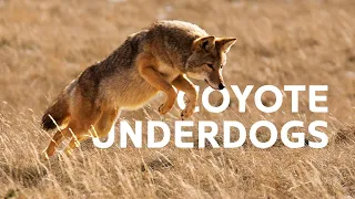 Predator Vs Underdog: The Coyotes Fighting Against Deadly Attacks | Yellowstone Documentary