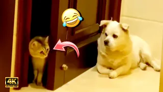 Try Not To Laugh😹🐶🏆 Challenge Impossible Edition Cats & Dogs