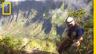 Onward: Hawaii Botanist Races to Save Rare Plants | National Geographic