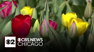 Pick your own tulip bouquets at Little Ducky Flower Farm in Chicago suburbs