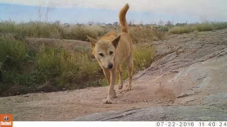 Camera Trapping the Australian Desert