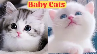 Cute Baby Cats - Cute and Funny Cat Videos Compilation 2024 - Part 22