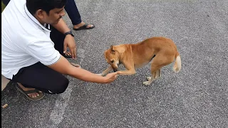 Chiropractic on street dog by Dr.Rajneesh kant..