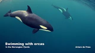 ORCAS OF NORTHERN NORWAY by Arturo de Frias