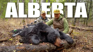 Alberta Black Bear - Bowhunting Bear in Canada