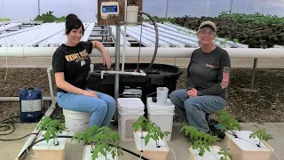 Hydroponic Tomato Nutrients | Measuring, Mixing, Tank System and Growing Tips