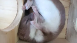 Octavia the baby weasel sleeping in a maze box