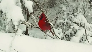 ❄️ Snowfall in Central Park, NYC|Winter Snow Relaxing Sounds for Sleeping  (Remix)