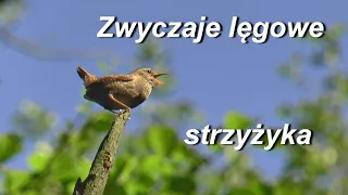 Zwyczaje lęgowe strzyżyka   Troglodytes troglodytes