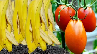 ✽ FERTILIZANTE con CÁSCARA DE PLÁTANO Banana ➤ Floración y Frutos (Fertilizante para Tomates)