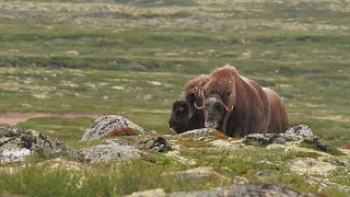 Bei den Moschusochsen im Dovrefjell (2014)