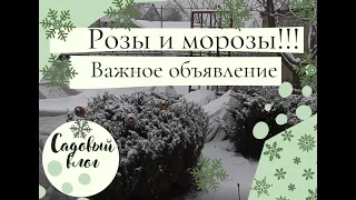 Розы и морозы.  Важное объявление.  Садовый влог.