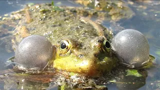 Как квакает лягушка? Frog Croaking sound