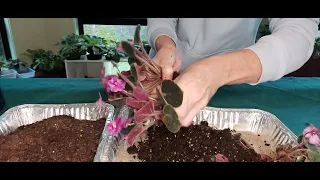 AFRICAN VIOLET RESCUE - BEGINNERS Step By Step Tutorial - FROM UNHEALTHY NEW PLANT TO WOW AMAZING!