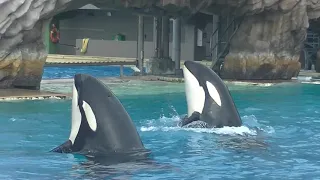 Orca Encounter (8 Orcas Perform) Aug. 14, 2021 - SeaWorld San Diego