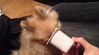 Poppy the Pomeranian tries yoghurt... xx