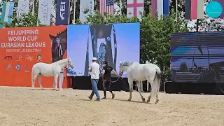Знакомство лошадей с LED Экранами. FEI Jumping World Cup Eurasian League, Ташкент, 2024.