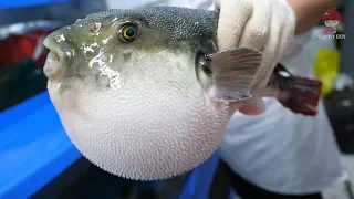 Korean street food - Puffer fish, blowfish eat carrot! toxic cleaning