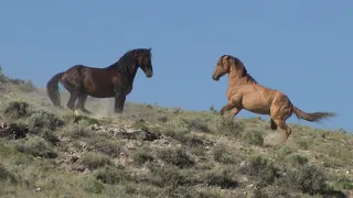 Wild Mustangs in America Wild Horses Stallions Fighting and Mares by Karen King