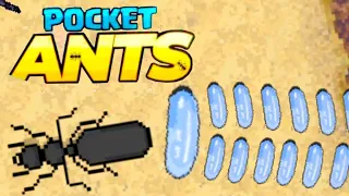 ПЕРВЫЙ ДЕНЬ КОЛОНИИ | Pocket Ants |