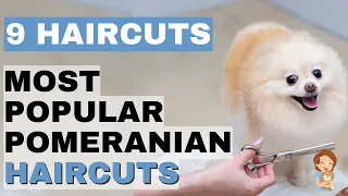 Top 9 Trending Pomeranian Haircuts: Haircuts That Will Leave You Regretful & Styles for a Happy Pom