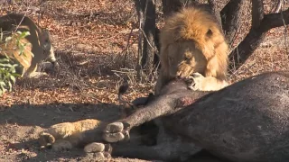 Big male lion fights with cub over food