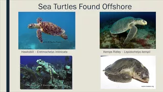 Sea Turtle Conservation is South Florida | Teal Kawana | Key Biscayne Citizen Science