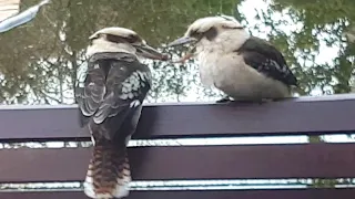 Gentleman kookaburra bringing food to his girlfriend ❤ Courtship Feeding