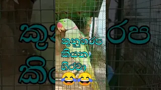 කුනුහරප කියන ගිරවා 😂😂😂🙏