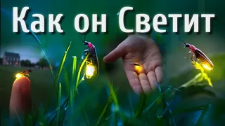 Светлячки и их Вечный Фонарик | Почему Светлячок светится ? | Как это работает ?