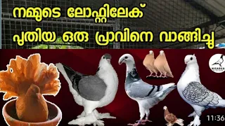 pigeon malayalam my breeding stock (EK Loft kerala) #pigeon #pigeonsmalayalam