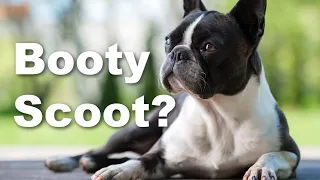 5 Reasons For Butt Scooting In Boston Terriers - Vet Explains