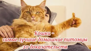 Кошки   самые лучшие домашние питомцы  Cats are the best pets