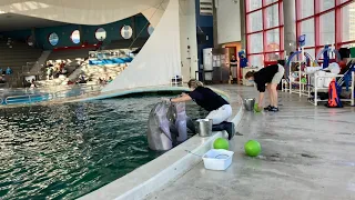 BALTIMORE AQUARIUM NATIONAL AQUARIUM DOLPHIN TRAINING SESSION TOUR DOLPHINS EXPERIENCE FULL SHOW