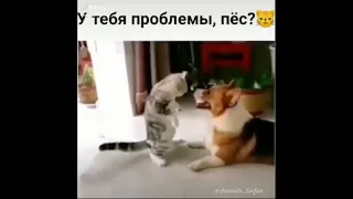 Funny animals #14 - Приколы с животными (Coub ,TikTok)