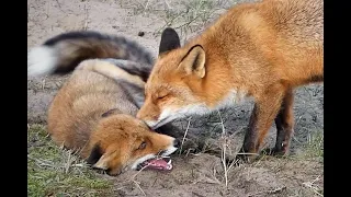 Wonderfull fox encounters.!!...Disneymoments!!.must see!!