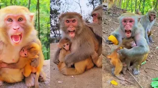 Mother monkey protects baby monkey, mother monkey doesn't let anyone touch her baby