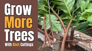 Propagating Breadfruit Trees By Root Cuttings!!!  #propagation #breadfruit