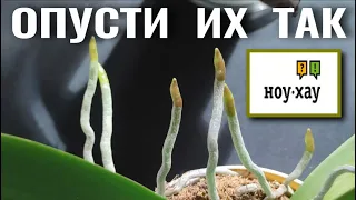 LOWER THE ROOTS SO - GET THE RESULT 👍! KNOW-HOW METHOD OF USING EXTRAORDINARY ORCHID ROOTS! 👍