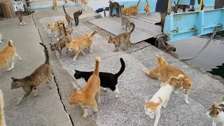 [Cat Island] Enormous number of cats following the people arriving at the daytime service