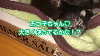 5つ子ちゃんの体重計りました。生まれた時から比べるとずいぶん大きくなったね♡