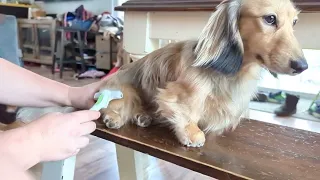 Grooming a Longhair Dachshund