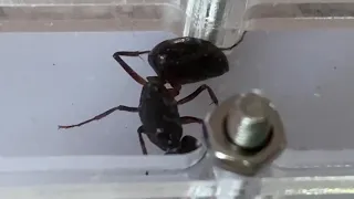 Camponotus fellah/ Grand Ants 19 mm (Israel) 13.12.2020