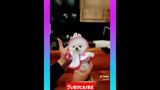 Most Famous Pomeranian Puppies Tik Tok Compilation 2021 #short video #cutedog #dog #funny #viral